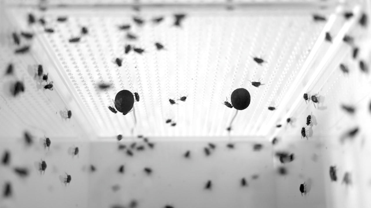 Shaping Waves Sound Effects Library Releases "Insects & Swarms"