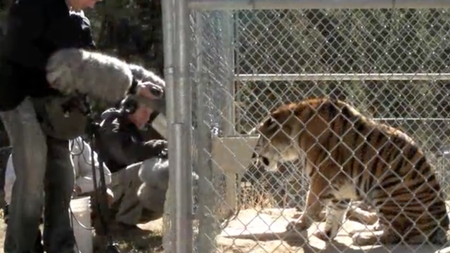 Watch Capcom Get Sound Effects By Recording Some Very Angry Zoo Animals